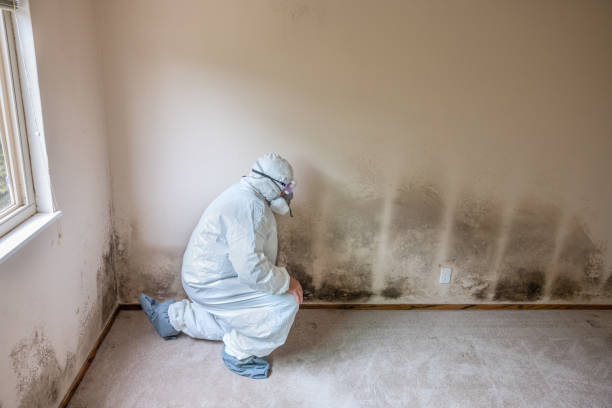 Best Mold Odor Removal Services  in USA